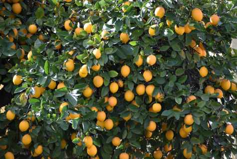 How and when to impart lemon tree
