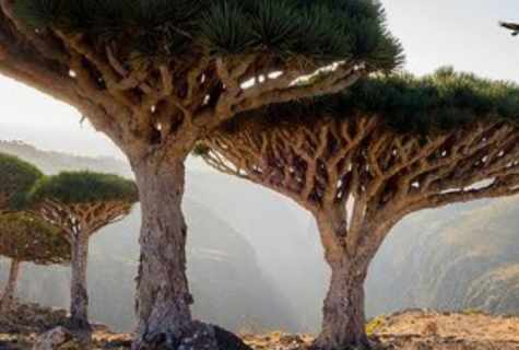 Why the dragon tree dries