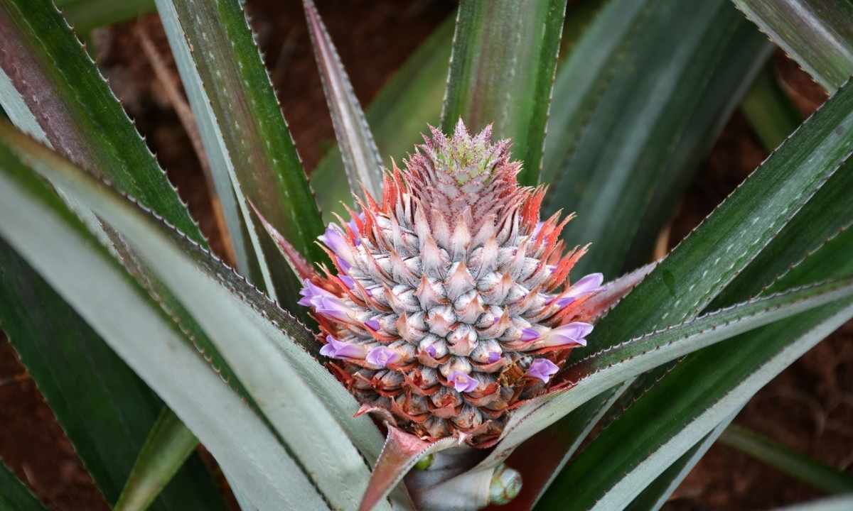 How to grow up pineapple from seeds