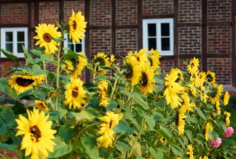 How to grow up sunflower with house sunflower seeds