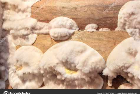 How to get rid of fungus in cellar