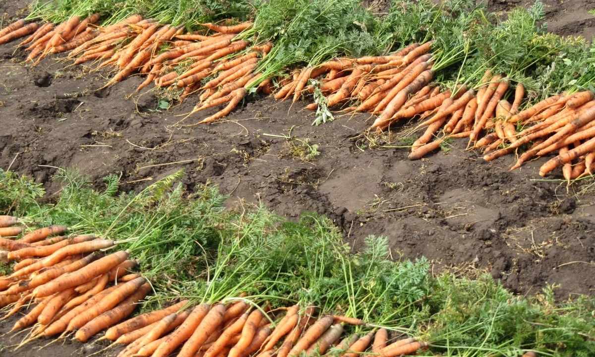 How to process carrots seeds for storage