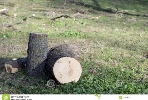 What base is better for wooden felling