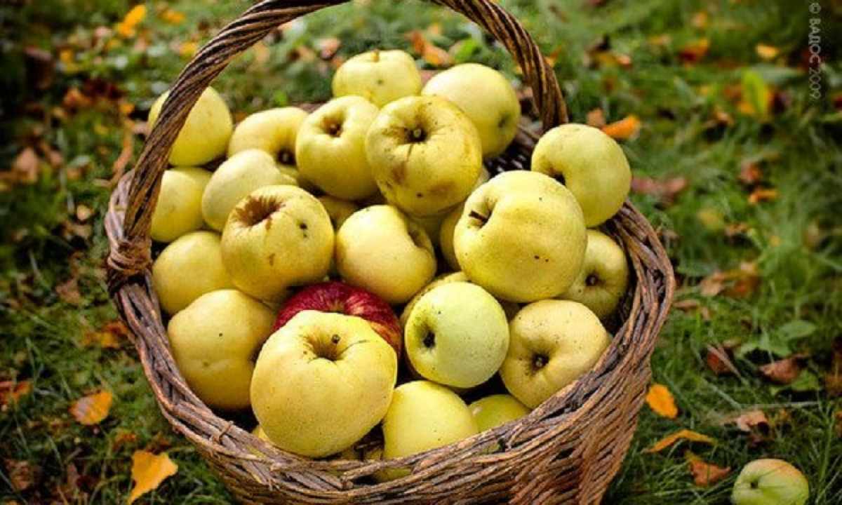 How to distinguish grade of apples Antonovka from grade white filling