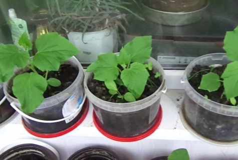 How to grow up cucumbers on the balcony