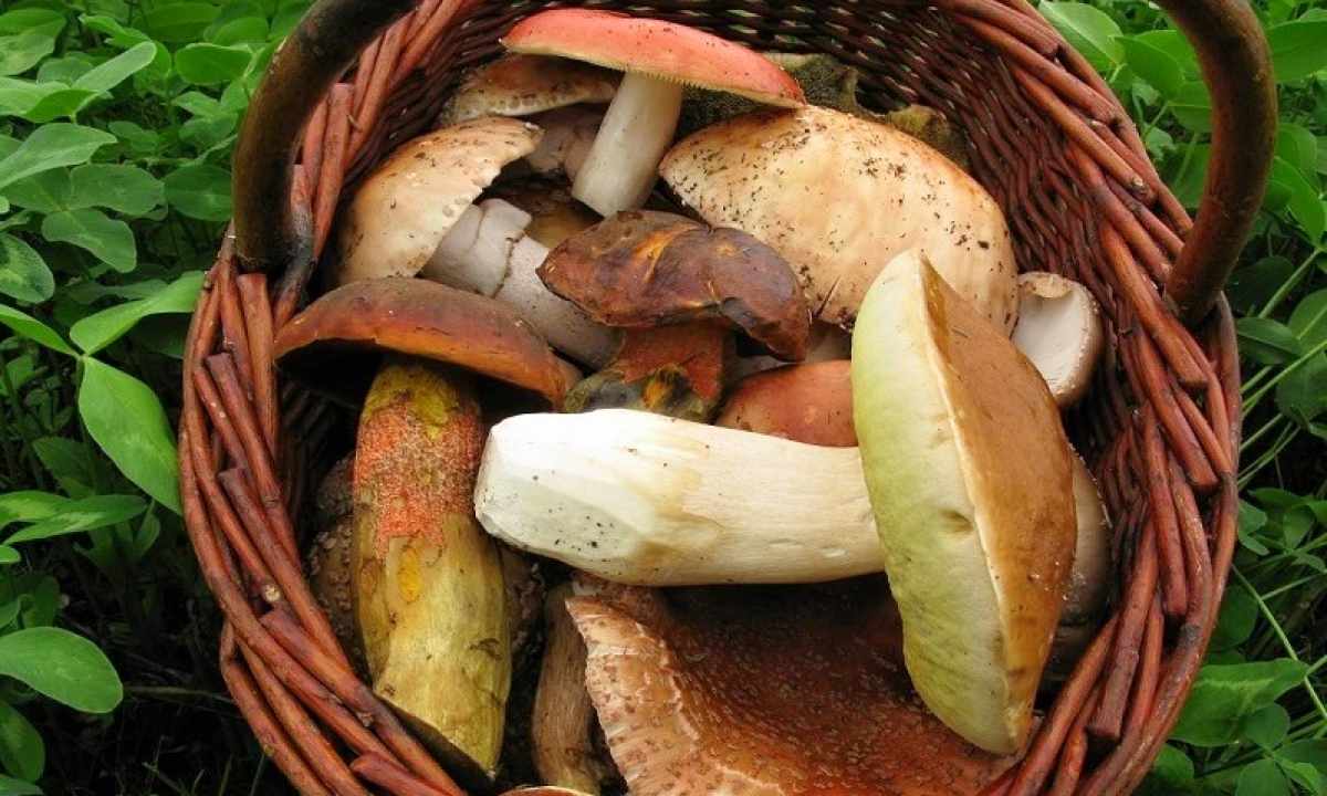 As it is correct to pick mushrooms