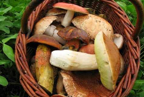As it is correct to pick mushrooms