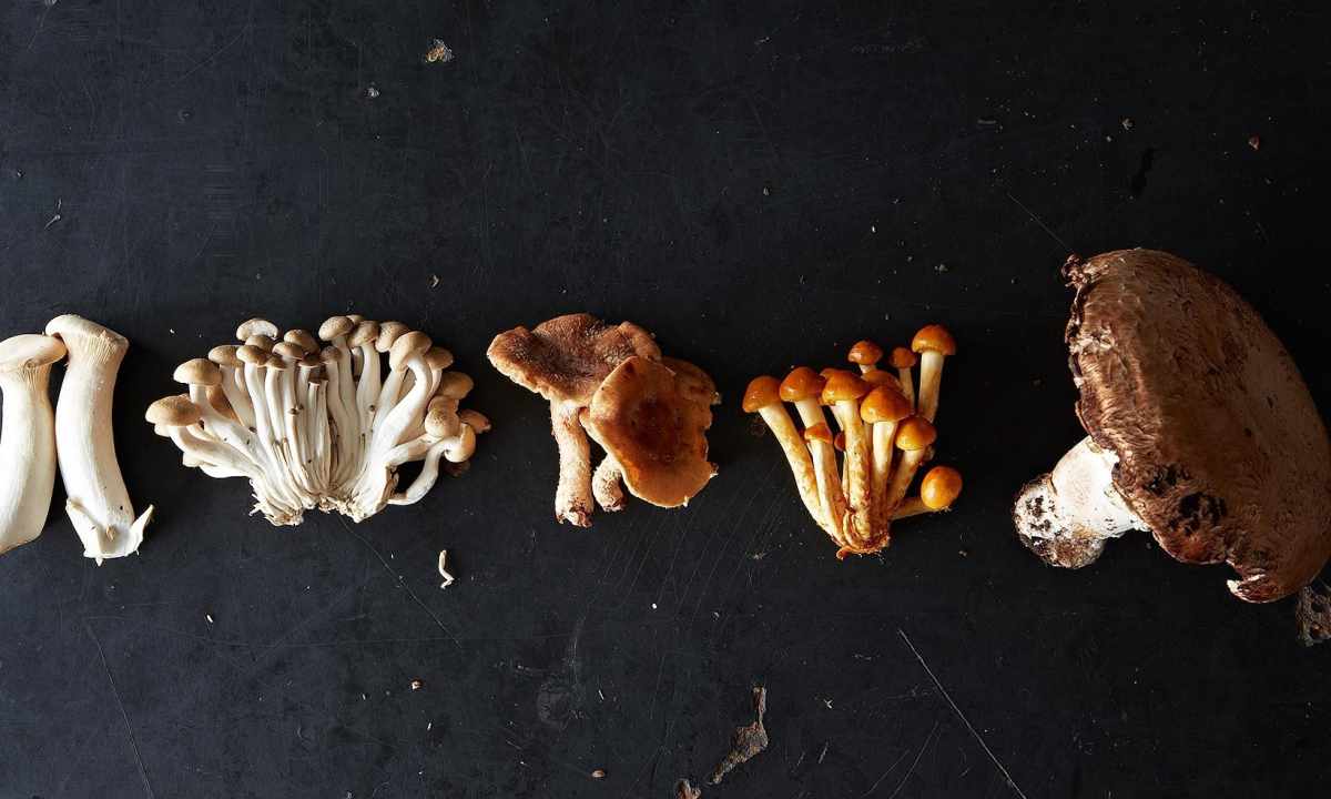 How to pick mushrooms milk mushrooms