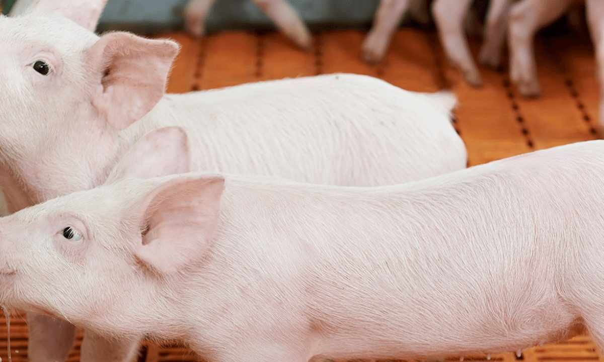 What to feed with pigs that they quickly gained weight
