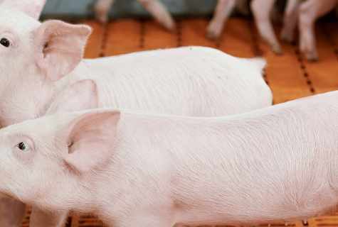 What to feed with pigs that they quickly gained weight