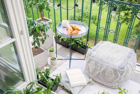 5 plants for cultivation on the balcony