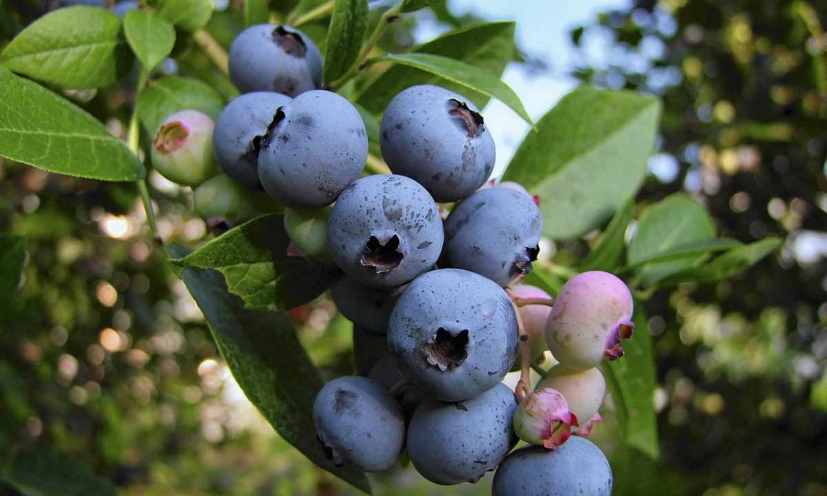 Blueberry garden tall