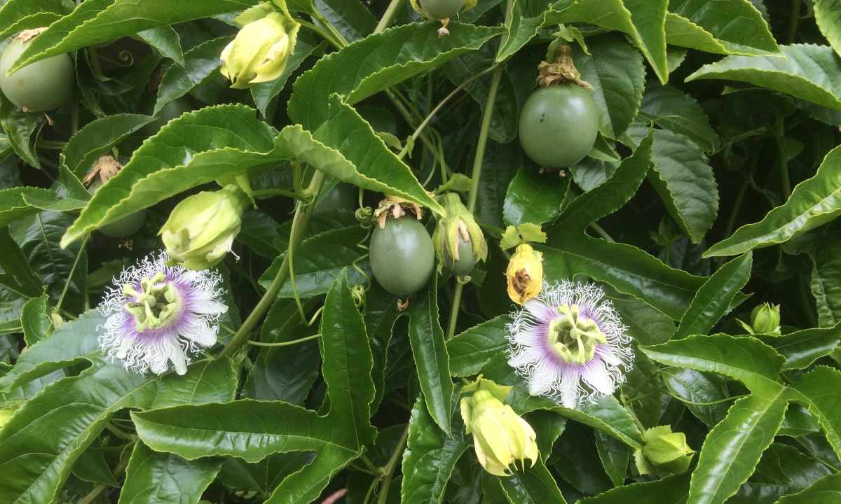 How to grow up passion fruit