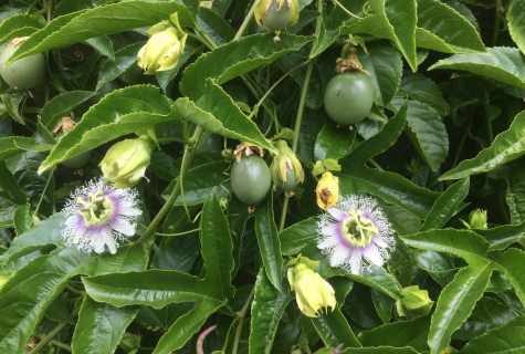 How to grow up passion fruit