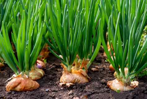How to grow up green onions in the winter