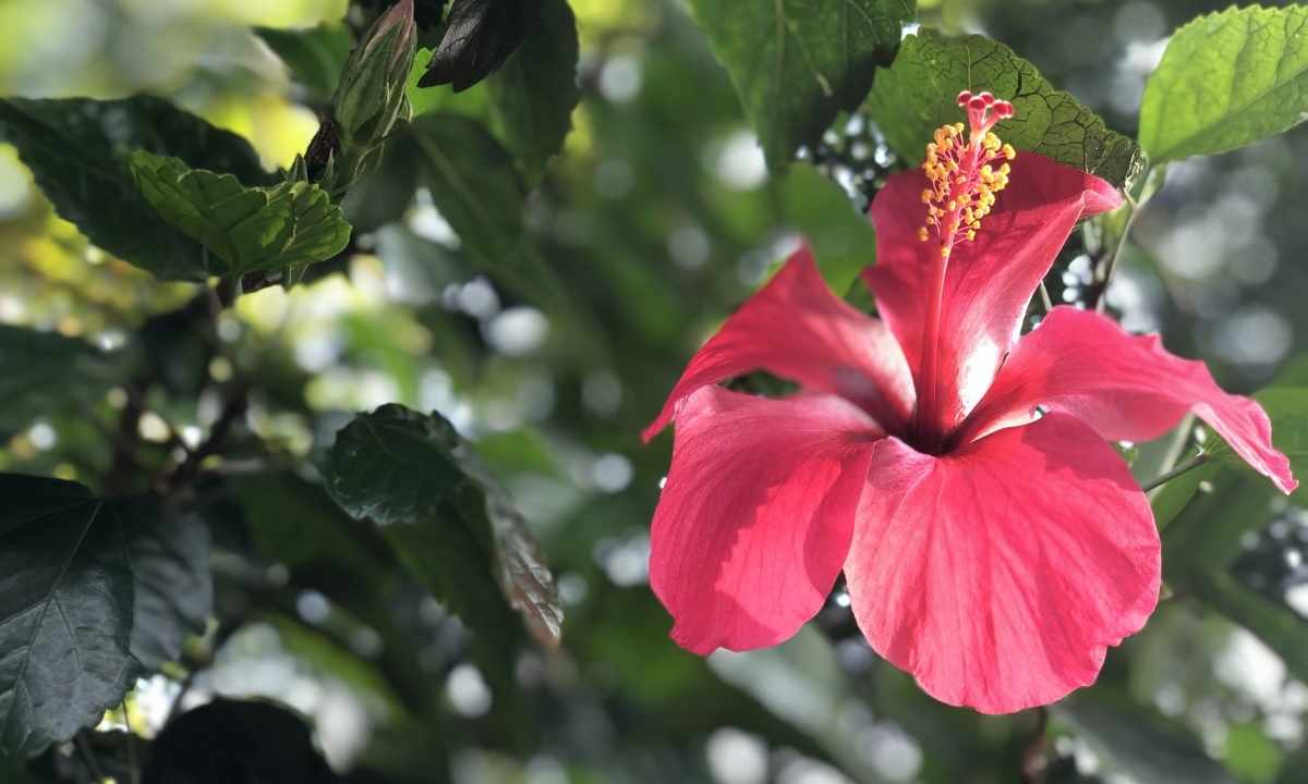 Why the hibiscus does not blossom