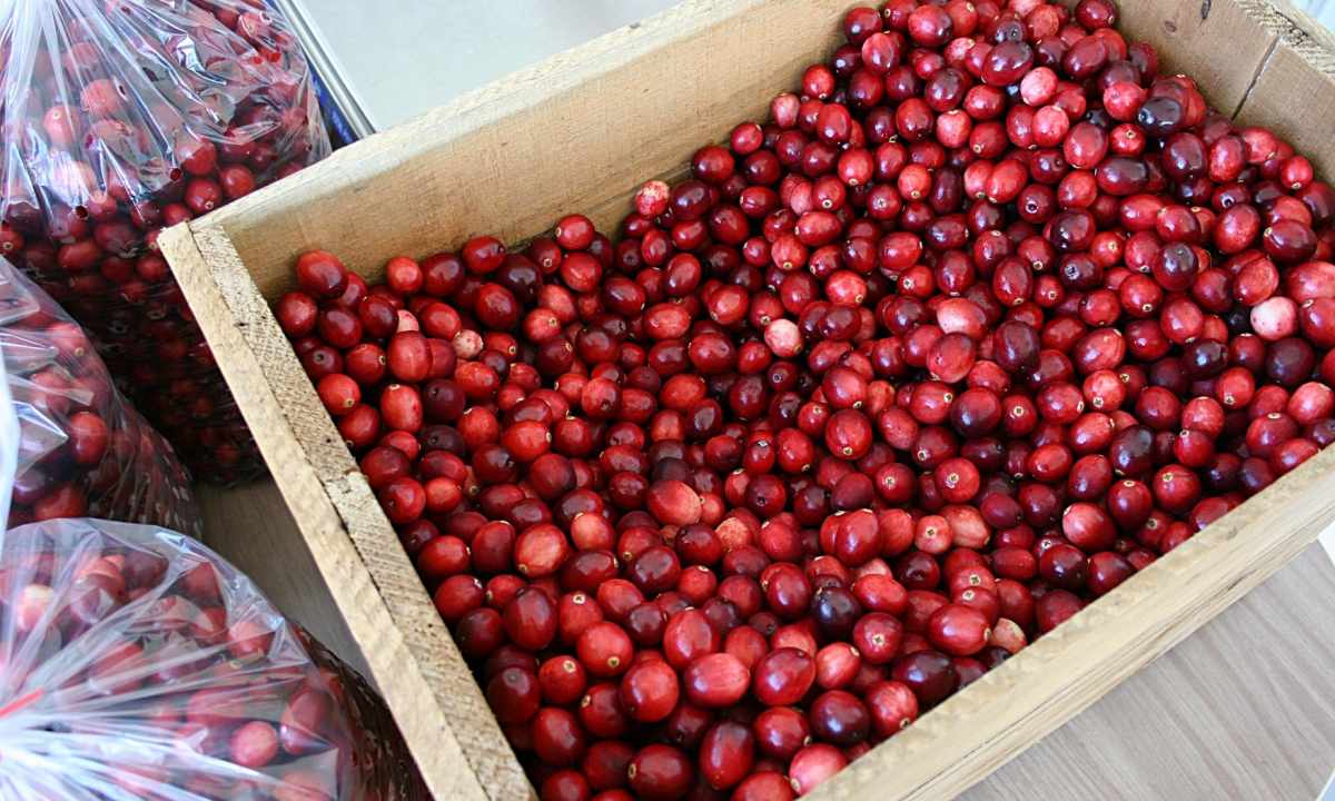How to collect cranberry
