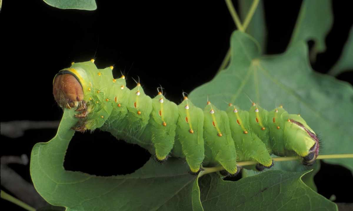 How to fight against caterpillars