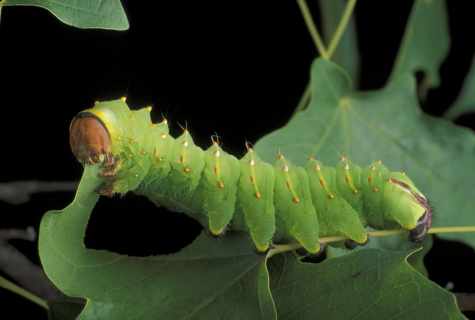 How to fight against caterpillars