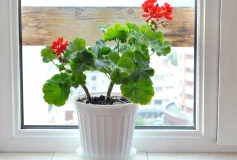 How to look after room geranium