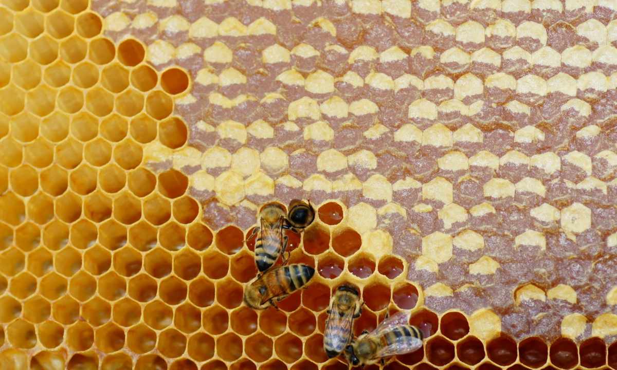 How to make layer of bees