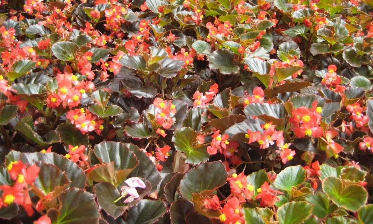 Begonia: care in house conditions