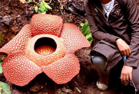 What flower the biggest in the world
