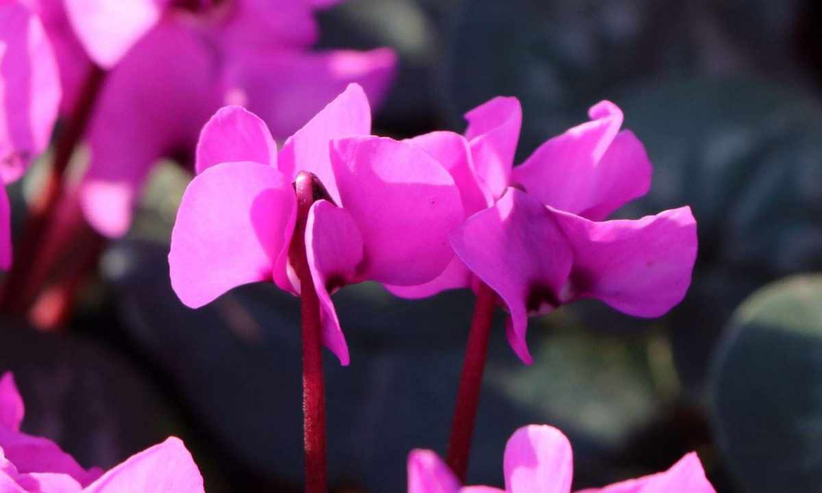 Rules of care for cyclamen