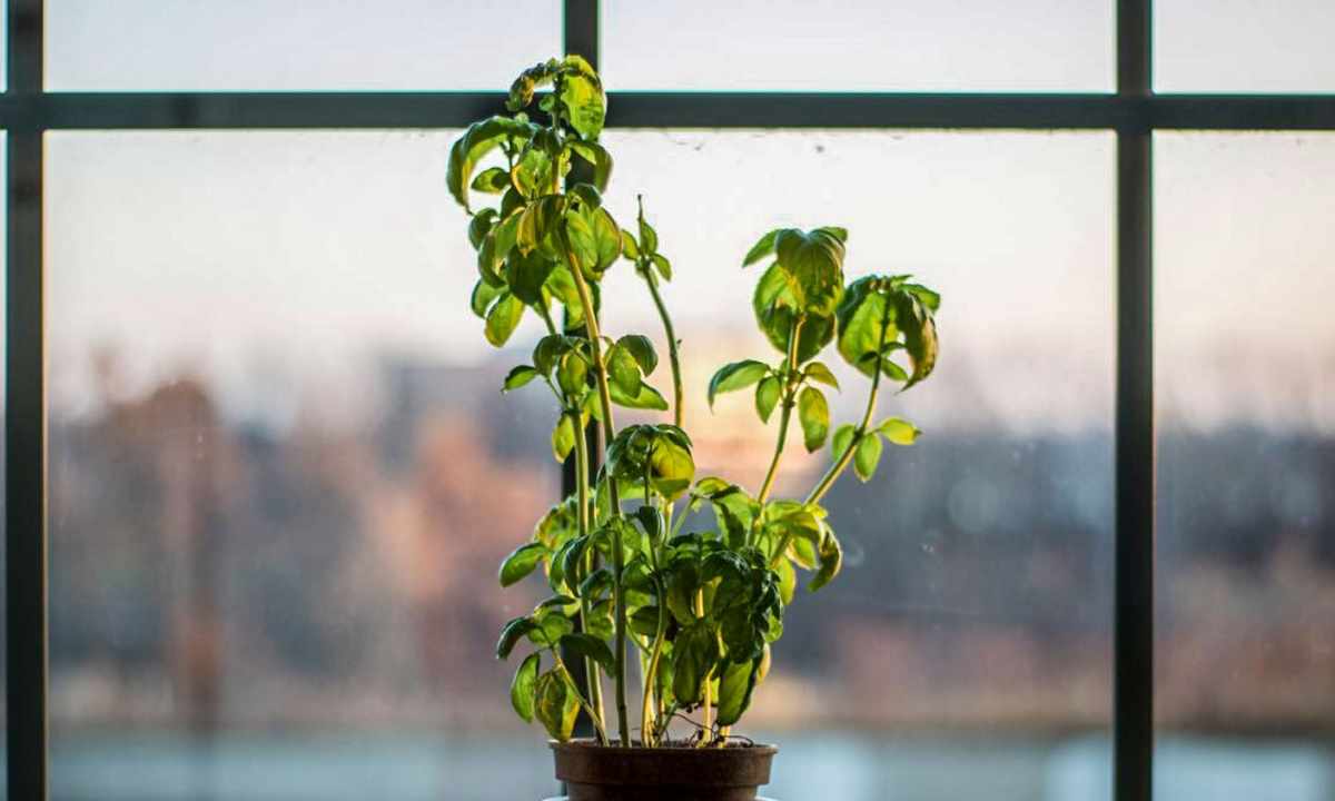 How to grow up greens at window