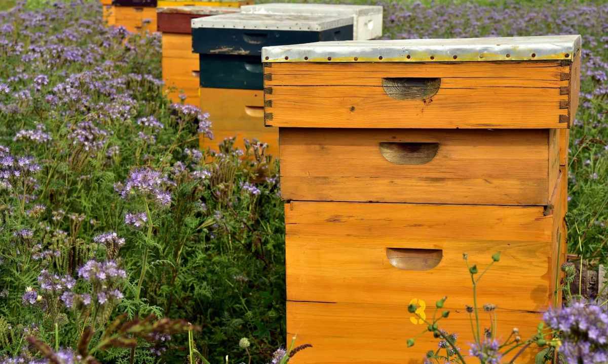 What to begin beekeeping with