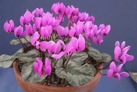 How to plant cyclamen seeds