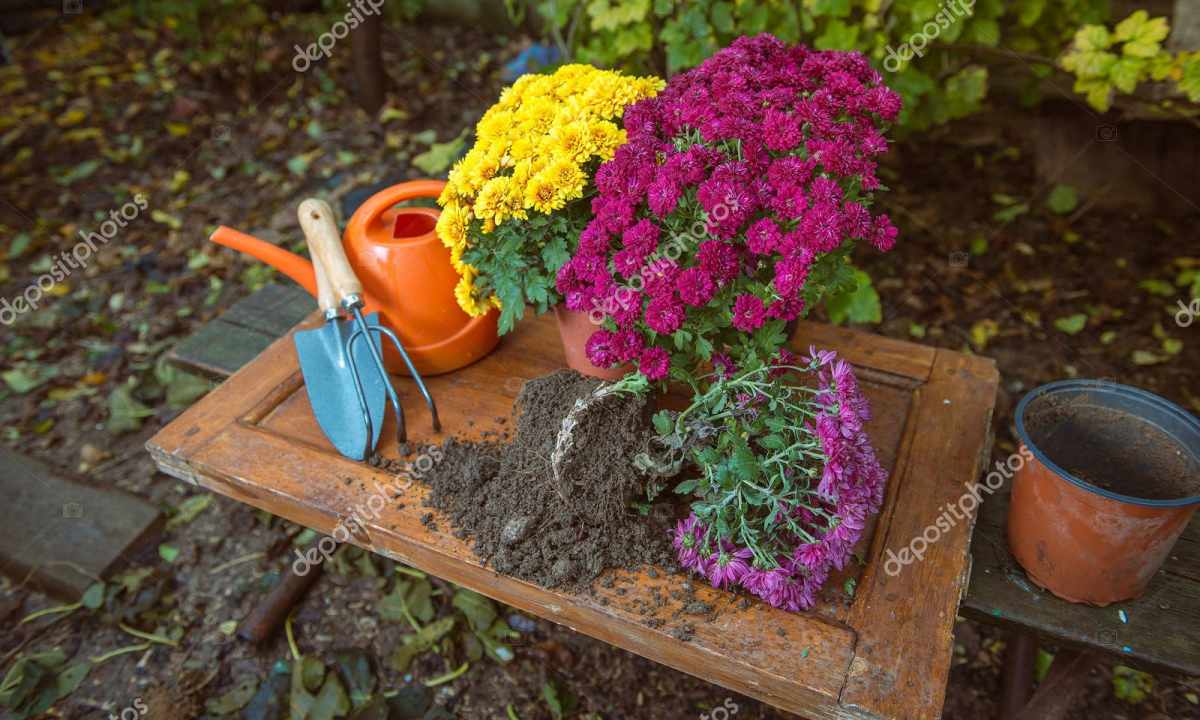 How to look after chrysanthemum in pot