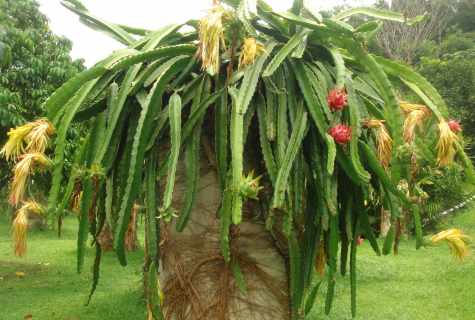 How to prepare dragon tree seeds the Dragon for crops