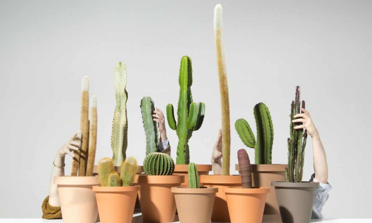 How to save the perishing cactus
