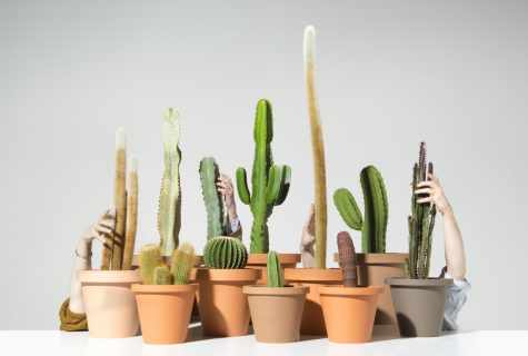 How to save the perishing cactus