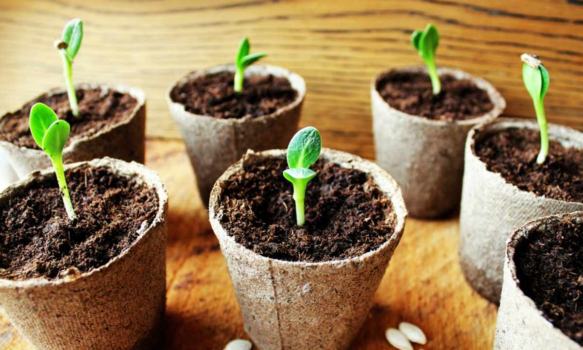 How to replace seedling