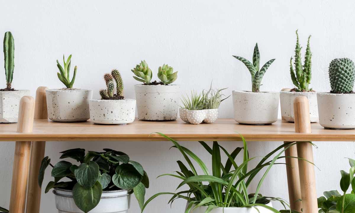 How to grow up house plants