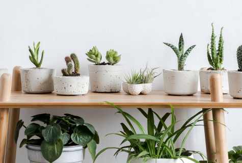 How to grow up house plants