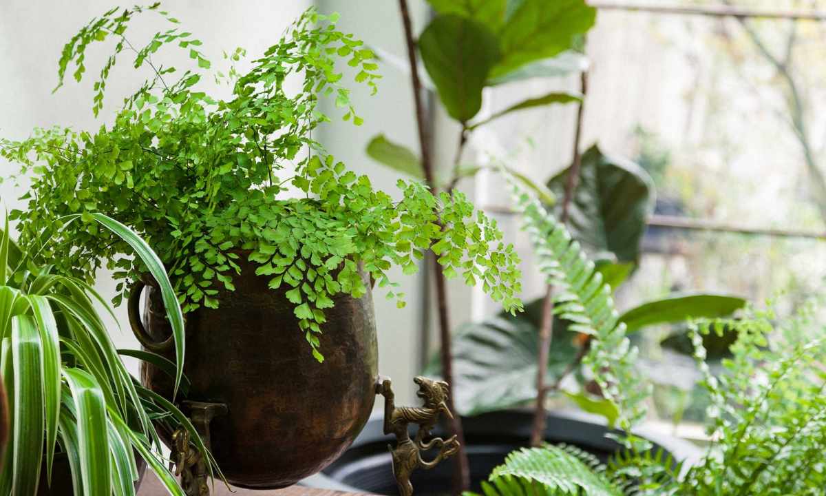 As it is correct to look after houseplants in the winter