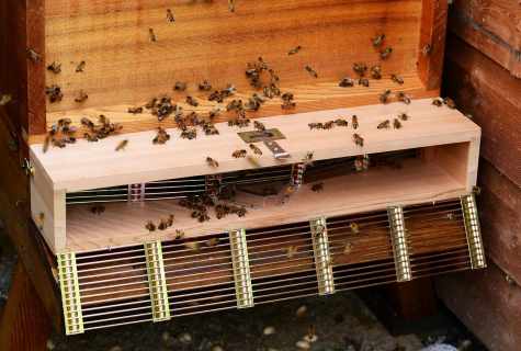 How to put trap on bees