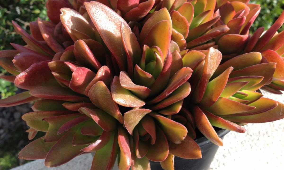 Why at crassula fall down leaves