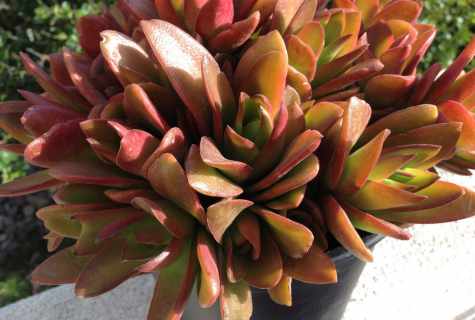 Why at crassula fall down leaves