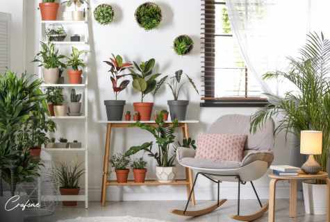 Ten useful houseplants