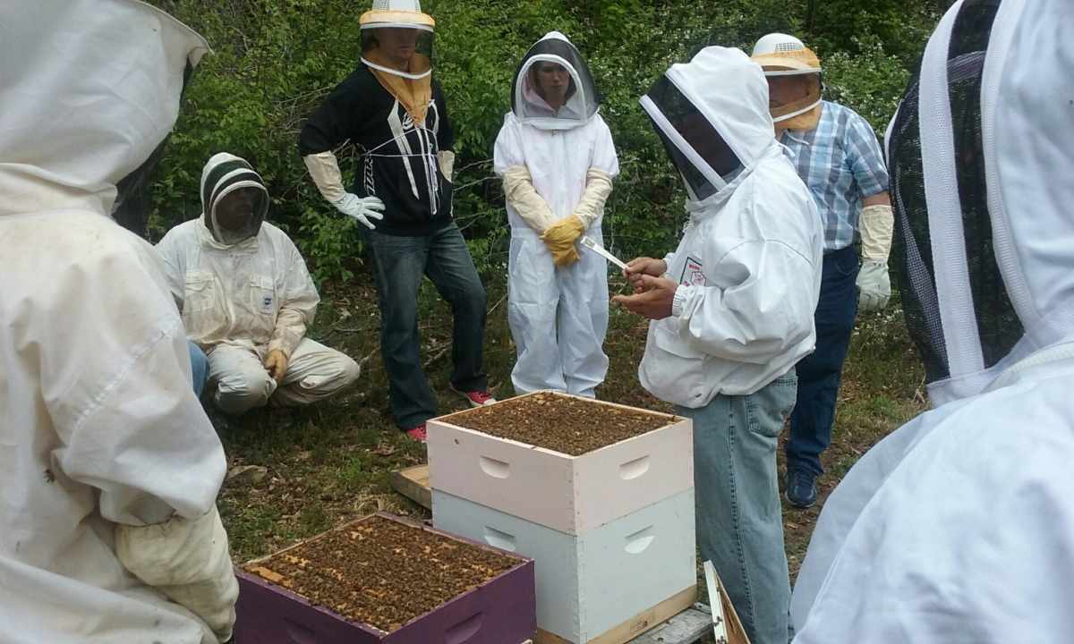 How to increase apiary