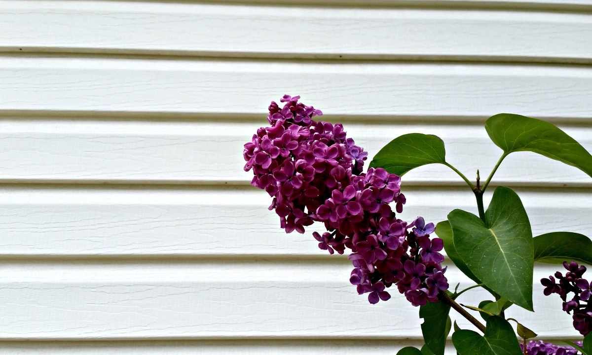 How longer to keep lilac
