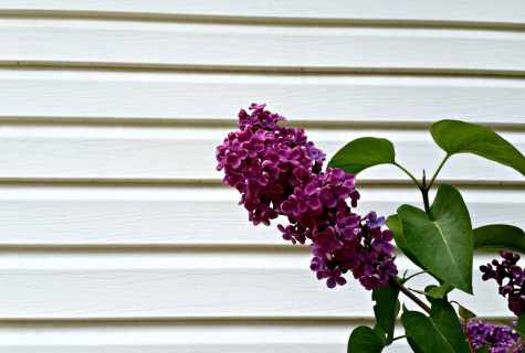 How longer to keep lilac