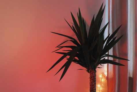As it is necessary to look after room palm tree