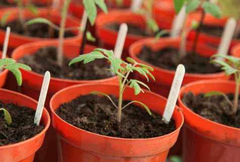 How to grow up house tomatoes
