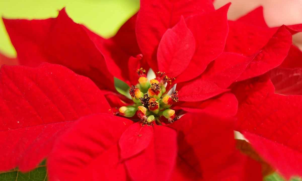As it is correct to look after poinsettia
