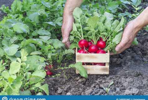 How to grow up house garden radish